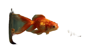 Goldfish Staring Kebab Vinyl Car Decal Sticker – Waterproof & UV-Resistant 2.72"
