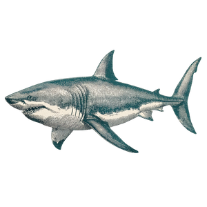 Vintage Shark Illustration V2 Vinyl Car Decal Sticker – Waterproof & UV-Resistant 6.826666666666667" Vintage Shark Illustration V2 Vinyl Car Decal Sticker – Waterproof & UV-Resistant 6.826666666666667"