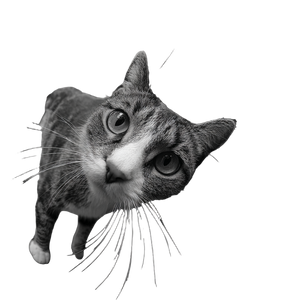 Curious Cat V9 Vinyl Car Decal Sticker – Waterproof & UV-Resistant 3.4133333333333336"