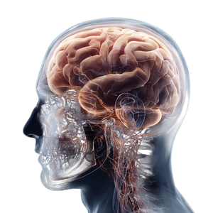 Human Brain Illustration V5 Vinyl Car Decal Sticker – Waterproof & UV-Resistant 3.4133333333333336"