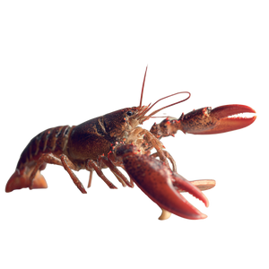 Skateboarding Lobster Vinyl Car Decal Sticker – Waterproof & UV-Resistant 3.4133333333333336"