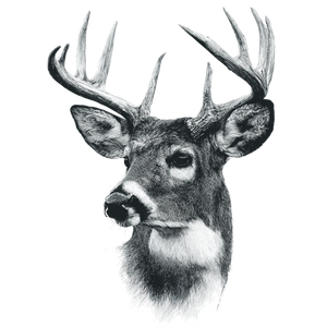 White-Tailed Deer Buck Vinyl Car Decal Sticker – Waterproof & UV-Resistant 3.4133333333333336"