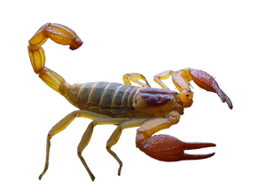 Scorpion On Moss Vinyl Car Decal Sticker – Waterproof & UV-Resistant 3.1466666666666665"