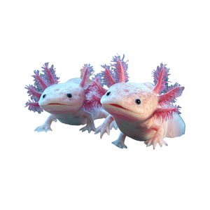 Axolotls Vinyl Car Decal Sticker – Waterproof & UV-Resistant 3.4133333333333336"