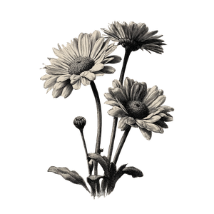 Engraved Daisies Vinyl Car Decal Sticker – Waterproof & UV-Resistant 3.4133333333333336"