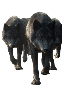 Three Realistic Wolves Vinyl Car Decal Sticker – Waterproof & UV-Resistant 8.96" Three Realistic Wolves Vinyl Car Decal Sticker – Waterproof & UV-Resistant 8.96"