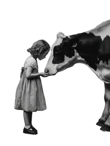 Girl Feeding Cow Vinyl Car Decal Sticker – Waterproof & UV-Resistant 4.1066666666666665"
