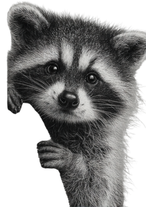 Adorable Raccoon Illustration Vinyl Car Decal Sticker – Waterproof & UV-Resistant 4.32" Adorable Raccoon Illustration Vinyl Car Decal Sticker – Waterproof & UV-Resistant 4.32"