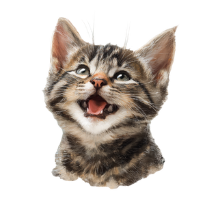 Smiling Tabby Kitten Vinyl Car Decal Sticker – Waterproof & UV-Resistant 3.4133333333333336"