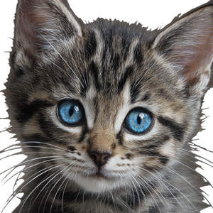 Tabby Kitten Vinyl Car Decal Sticker – Waterproof & UV-Resistant 6.826666666666667" Tabby Kitten Vinyl Car Decal Sticker – Waterproof & UV-Resistant 6.826666666666667"