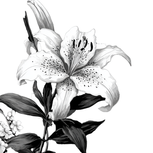 Tiger Lily Logo Vinyl Car Decal Sticker – Waterproof & UV-Resistant 3.4133333333333336"