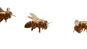 Worker Bees Collecting Vinyl Car Decal Sticker – Waterproof & UV-Resistant 2.72"