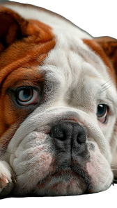 Bulldog Vinyl Car Decal Sticker – Waterproof & UV-Resistant 4.8533333333333335" Bulldog Vinyl Car Decal Sticker – Waterproof & UV-Resistant 4.8533333333333335"