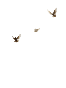 Ascending Doves Vinyl Car Decal Sticker – Waterproof & UV-Resistant 8.213333333333333"