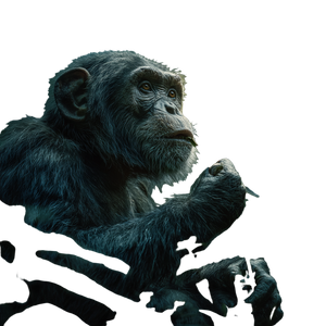 Wild Chimpanzee Vinyl Car Decal Sticker – Waterproof & UV-Resistant 6.826666666666667"
