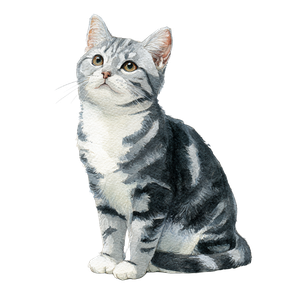 American Shorthair Cat V4 Vinyl Car Decal Sticker – Waterproof & UV-Resistant 3.4133333333333336"