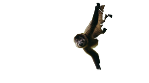 Jungle Monkey V2 Vinyl Car Decal Sticker – Waterproof & UV-Resistant 2.72"