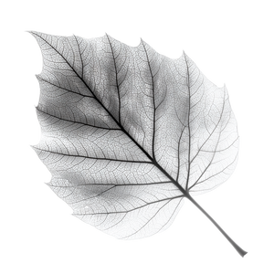 X-Ray Leaf Vinyl Car Decal Sticker – Waterproof & UV-Resistant 3.4133333333333336"
