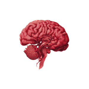 Illustrated Brain V2 Vinyl Car Decal Sticker – Waterproof & UV-Resistant 3.4133333333333336"
