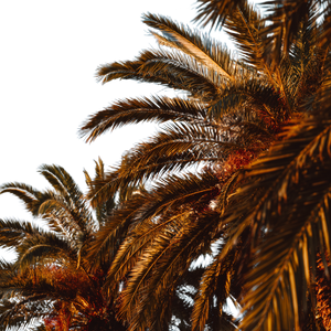 Palm Trees V5 Vinyl Car Decal Sticker – Waterproof & UV-Resistant 3.4133333333333336"