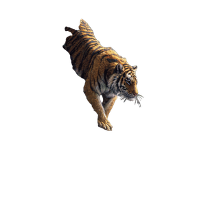 Tiger Climbing Rocks Vinyl Car Decal Sticker – Waterproof & UV-Resistant 3.4133333333333336"