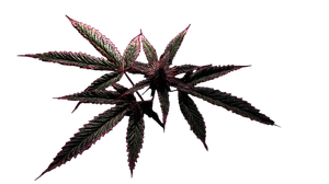 Dangerous Cannabis Plant Vinyl Car Decal Sticker – Waterproof & UV-Resistant 5.4