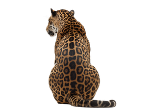 Jaguar Sitting Vinyl Car Decal Sticker – Waterproof & UV-Resistant 6.1866666666666665"