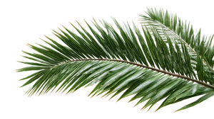 Date Palm Frond Vinyl Car Decal Sticker – Waterproof & UV-Resistant 2.72"