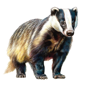 Watercolor Badger Vinyl Car Decal Sticker – Waterproof & UV-Resistant 6.826666666666667"