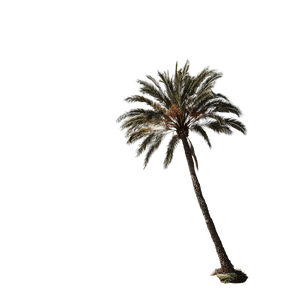 Inclined Palm Tree Vinyl Car Decal Sticker – Waterproof & UV-Resistant 3.4133333333333336"