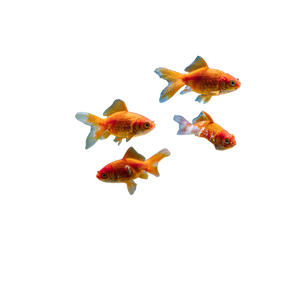 Goldfish Aquarium Art Vinyl Car Decal Sticker – Waterproof & UV-Resistant 3.4133333333333336"