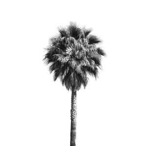 Palm Tree V12 Vinyl Car Decal Sticker – Waterproof & UV-Resistant 3.4133333333333336"