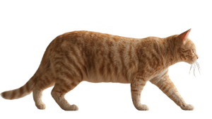 Ginger Tabby Cat V13 Vinyl Car Decal Sticker – Waterproof & UV-Resistant 5.4