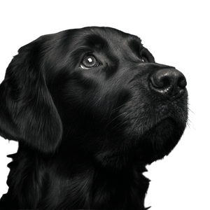 Dog V200 Vinyl Car Decal Sticker – Waterproof & UV-Resistant 3.4133333333333336"