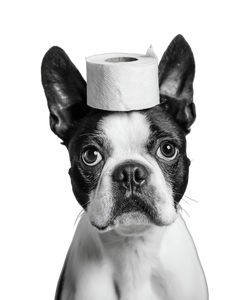 Boston Terrier Fun Vinyl Car Decal Sticker – Waterproof & UV-Resistant 4.0"