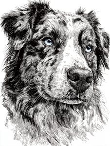 Soulful Aussie Shepherd Vinyl Car Decal Sticker – Waterproof & UV-Resistant 8.213333333333333"