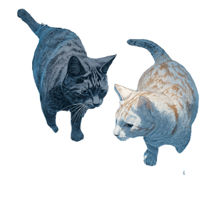 Entangled Cats Vinyl Car Decal Sticker – Waterproof & UV-Resistant 3.4133333333333336"