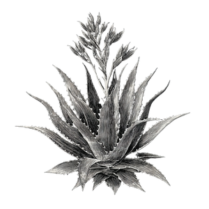 Vintage Agave Illustration Vinyl Car Decal Sticker – Waterproof & UV-Resistant 3.4133333333333336"