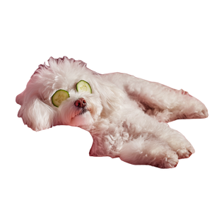 Luxury Spa Maltipoo Vinyl Car Decal Sticker – Waterproof & UV-Resistant 3.4133333333333336"