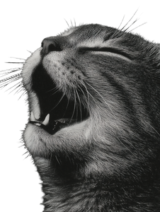 Cat V506 Vinyl Car Decal Sticker – Waterproof & UV-Resistant 8.213333333333333"