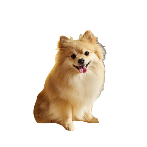 Fluffy Pomeranian Smiling Vinyl Car Decal Sticker – Waterproof & UV-Resistant 3.4133333333333336"