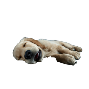 Sleeping Golden Retriever V20 Vinyl Car Decal Sticker – Waterproof & UV-Resistant 3.4133333333333336"
