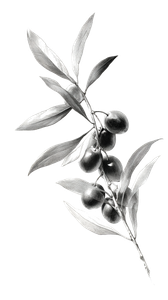 Olive Branch Design Vinyl Car Decal Sticker – Waterproof & UV-Resistant 9.706666666666667"
