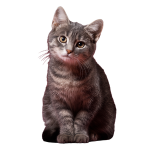 Little Cat V6 Vinyl Car Decal Sticker – Waterproof & UV-Resistant 3.4133333333333336"