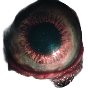 Monster Eye Fear Vinyl Car Decal Sticker – Waterproof & UV-Resistant 3.4133333333333336"