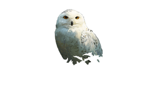 Snowy Jungle Owl Vinyl Car Decal Sticker – Waterproof & UV-Resistant 2.72"