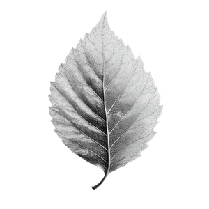 Black White Leaf Vinyl Car Decal Sticker – Waterproof & UV-Resistant 3.4133333333333336"