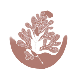 Fig Tree Sprig Vinyl Car Decal Sticker – Waterproof & UV-Resistant 6.826666666666667" Fig Tree Sprig Vinyl Car Decal Sticker – Waterproof & UV-Resistant 6.826666666666667"