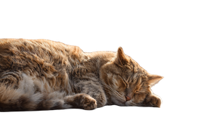 Obese Cat Sleeping Vinyl Car Decal Sticker – Waterproof & UV-Resistant 2.72"