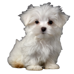 Maltese Puppy V3 Vinyl Car Decal Sticker – Waterproof & UV-Resistant 3.4133333333333336"